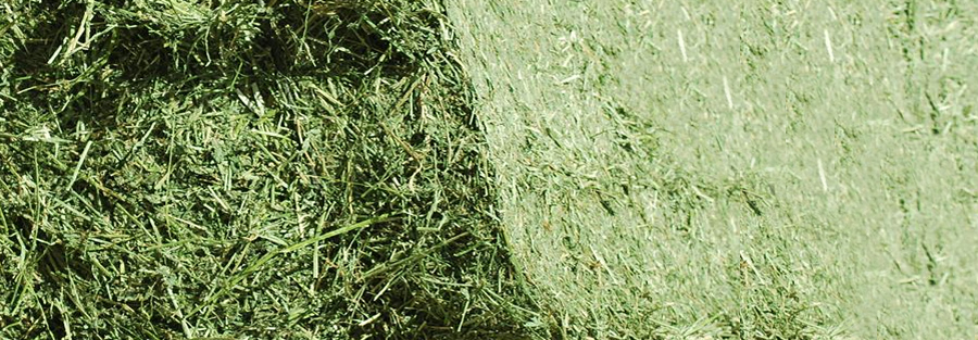 alfalfa-henificada