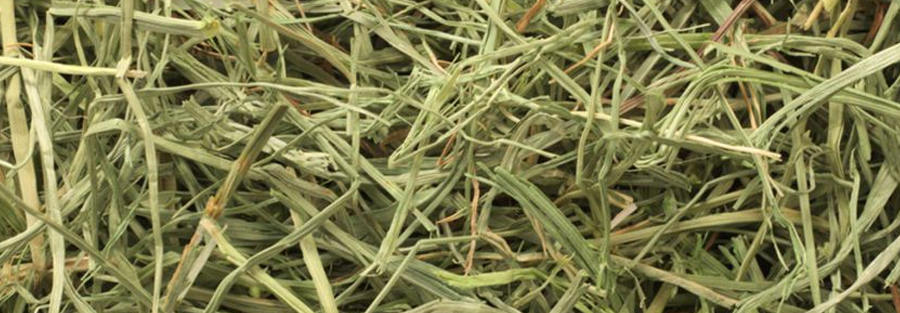festuca-