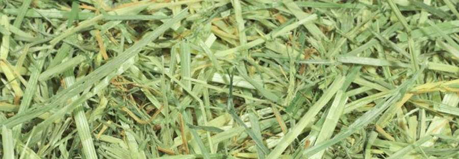 ryegrass